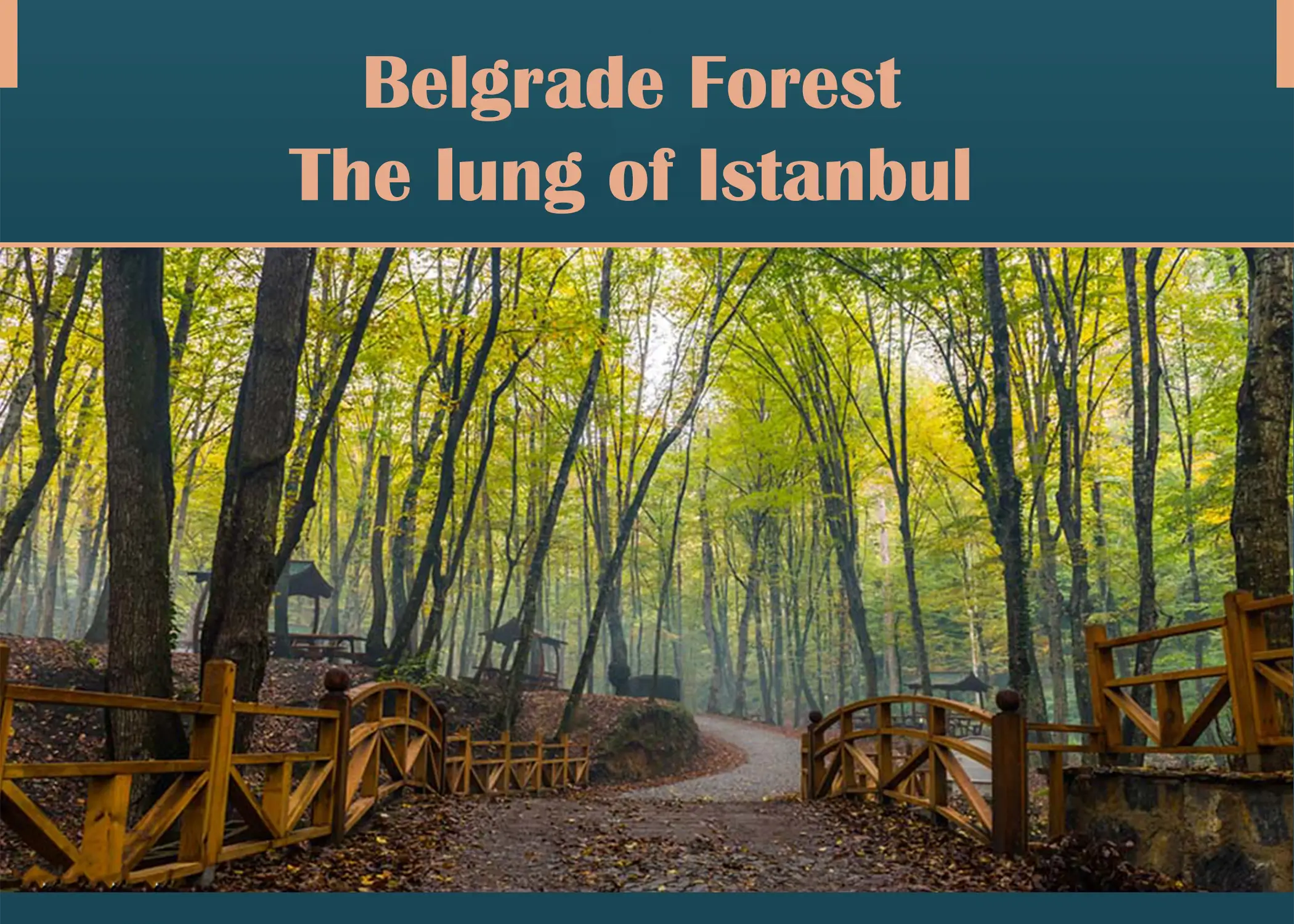 Belgrade forest the lung of Istanbul